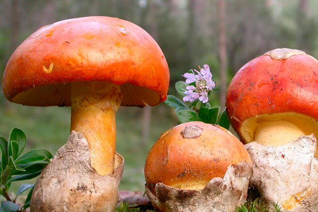 Amanita caesarea Amanita caesarea