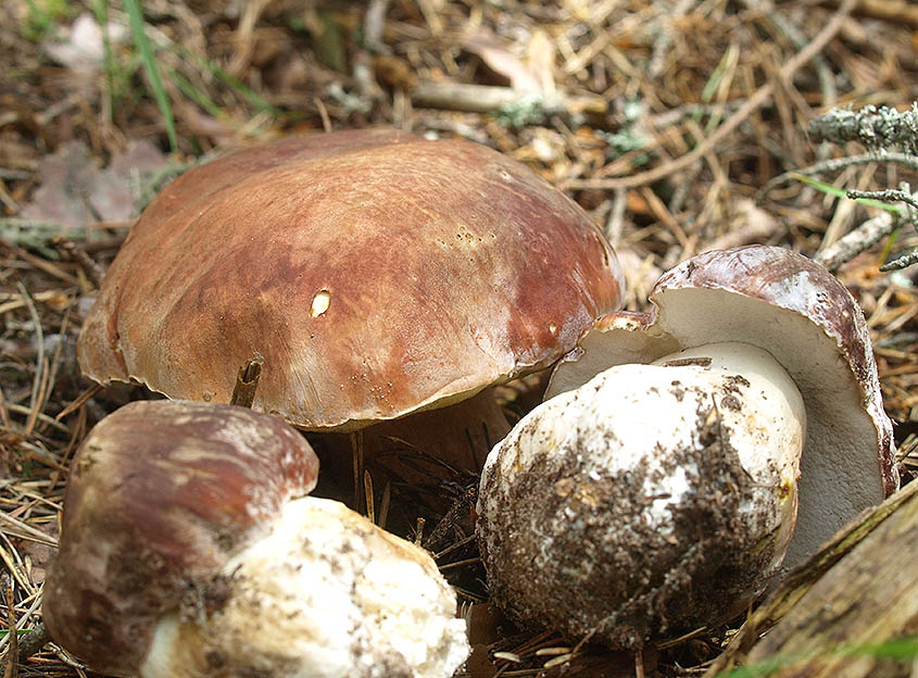 Parte Micocyl: cae la producción de boletus edulis, que deja paso al níscalo  Parte Micocyl: cae la producción de boletus edulis, que deja paso al níscalo Cesefor