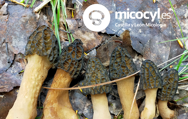 Colmenillas primavera micológica Castilla y León Micocyl Colmenillas primavera micológica Castilla y León Micocyl