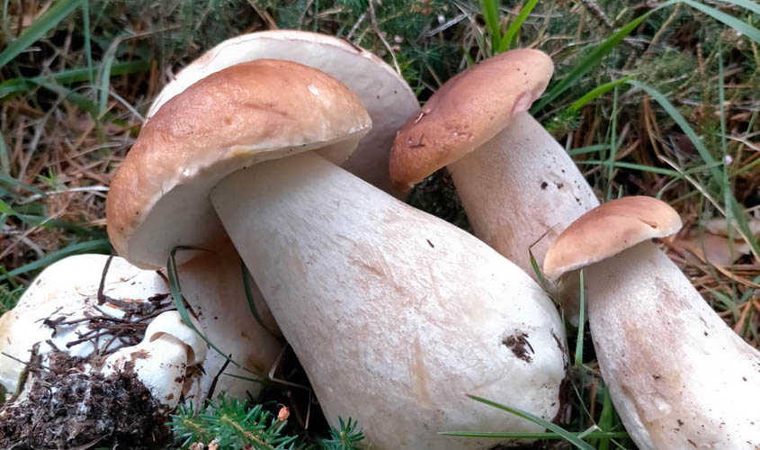 Boletus2023_byJM_Altelarrea Boletus2023 by JMAltelarrea