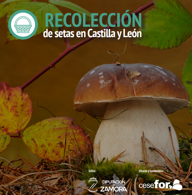 resumen divulgativo sobre el DECRETO 31/2017, de 5 de octubre, por el que se regula el Recurso Micológico Silvestre en Castilla y León resumen divulgativo sobre el DECRETO 31/2017, de 5 de octubre, por el que se regula el Recurso Micológico Silvestre en Castilla y León