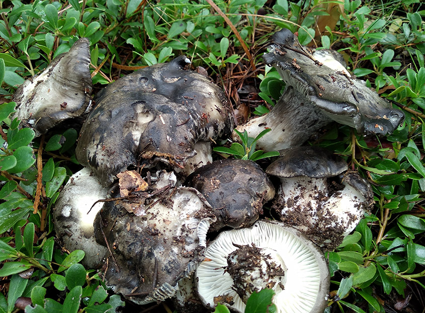 Hygrophorus marzuolus, marzuelos. Autor: José Miguel Altelarrea Hygrophorus marzuolus, marzuelos. Autor: José Miguel Altelarrea