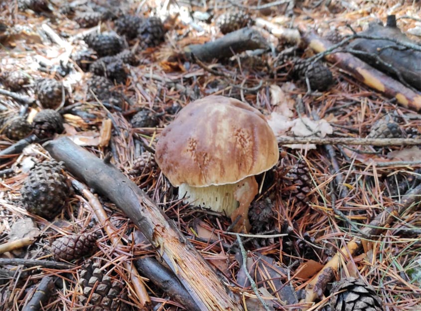 Continúa la fructificación de tricolomas, llanegas y níscalos, aunque el boletus se reduce notablemente Cesefor Continúa la fructificación de tricolomas, llanegas y níscalos, aunque el boletus se reduce notablemente Cesefor