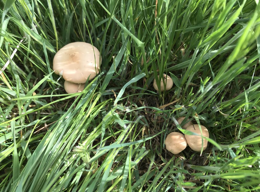 setas fungi mushrooms by Concha Redondo Micología by Concha Redondo