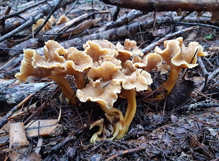 Último parte de previsión de producciones: asoman por nuestros montes algunas especies típicas de finales de otoño. Último parte de previsión de producciones: asoman por nuestros montes algunas especies típicas de finales de otoño.