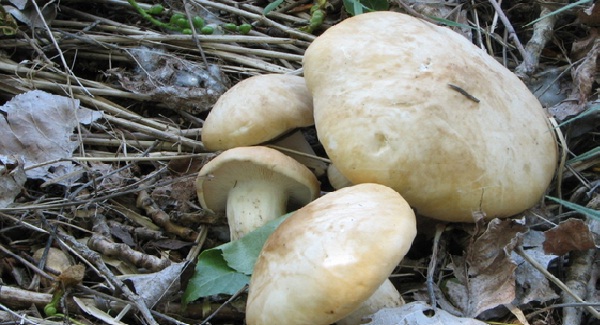 Calocybe gambosa