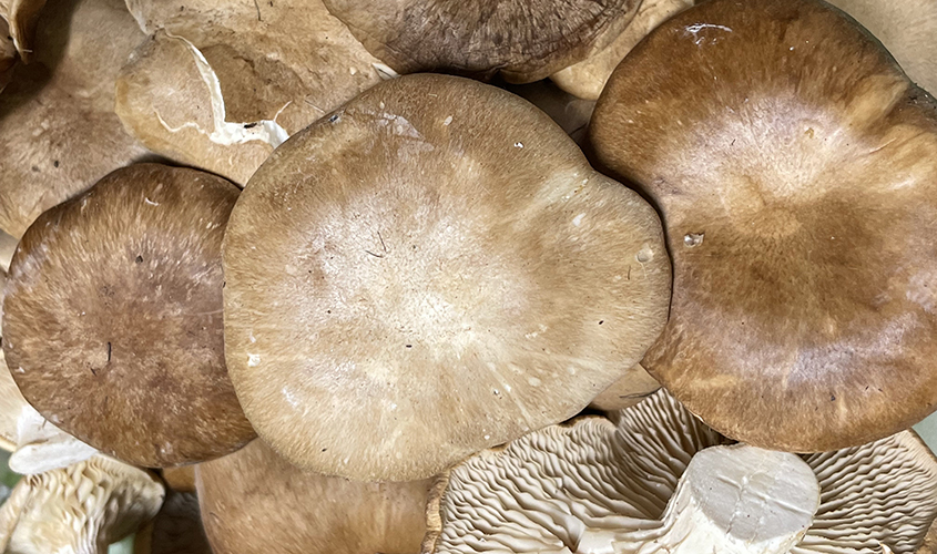 Seta de cardo Pleurotus eryngii  Seta de cardo Pleurotus eryngii