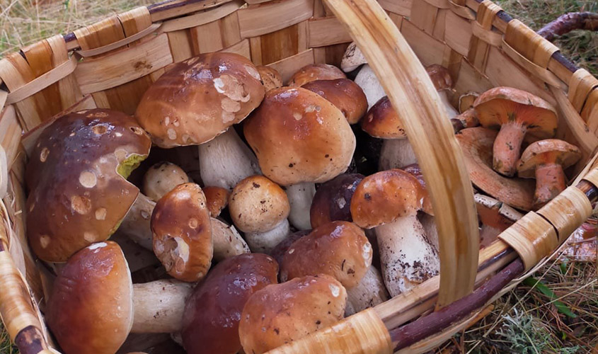 Boletus acotado Micocyl Burgos Boletus acotado Micocyl Burgos