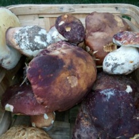 Boletus pinicola